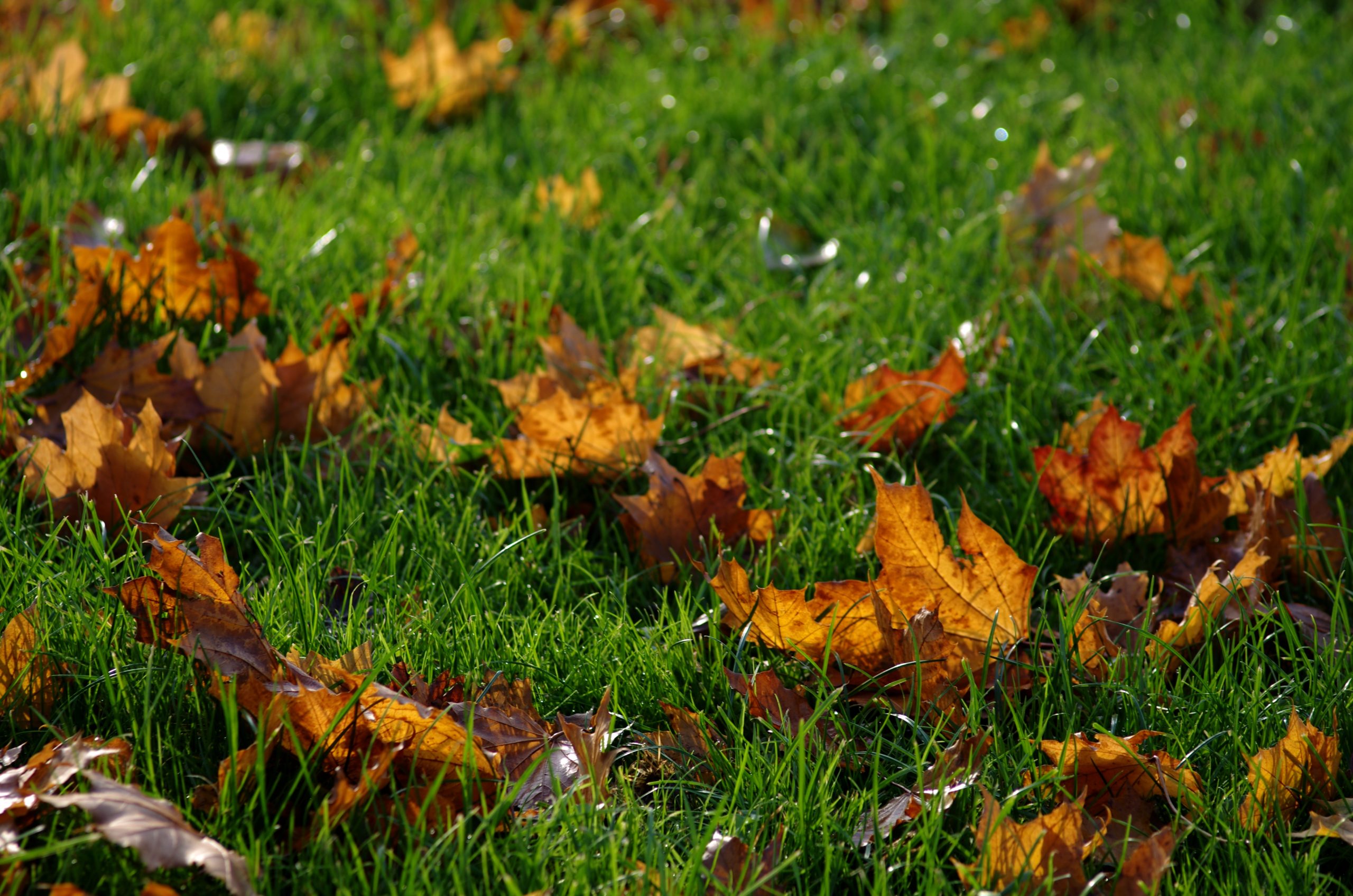 Газон с осенними листьями
