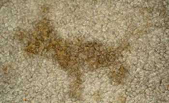 How to remove oil stains from a carpet - LetsFixIt